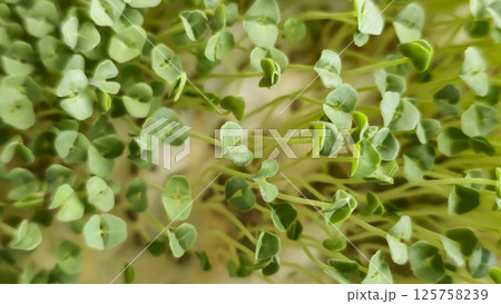 Microgreens. Growing chia at home. Step-by-step instructions. Microgreens. Growing chia at home. Step-by-step instructions. 125758239