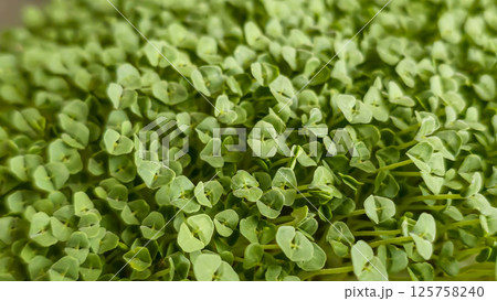 Microgreens. Growing chia at home. Step-by-step instructions. Microgreens. Growing chia at home. Step-by-step instructions. 125758240