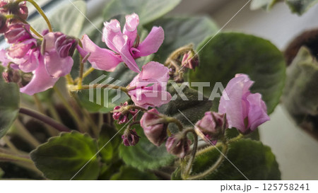 Decorative violets, indoor plants. Room interior decoration. Large flowers. 125758241