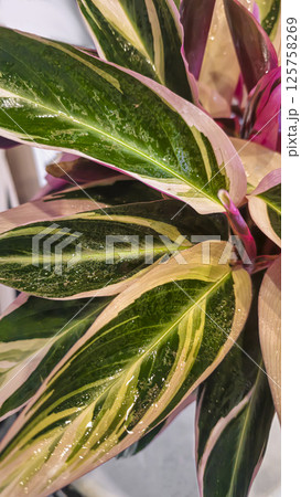 Decorative indoor plants stromanthes. Interior decoration of the room. Decorative indoor plants stromanthes. Interior decoration of the room. 125758269