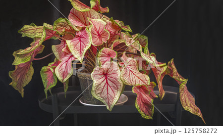 Caladium, decorative houseplant. Interior decoration of the room. 125758272