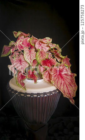 Caladium, decorative houseplant. Interior decoration of the room. 125758273