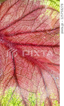 Caladium, decorative houseplant. Interior decoration of the room. 125758278