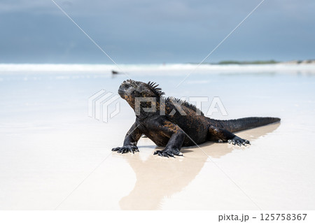 Marine iguana basking on Tortuga Bay beach, Galapagos, Ecuador 125758367