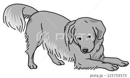 ゴールデンレトリバー　白黒　背景透過　golden retriever 125758573