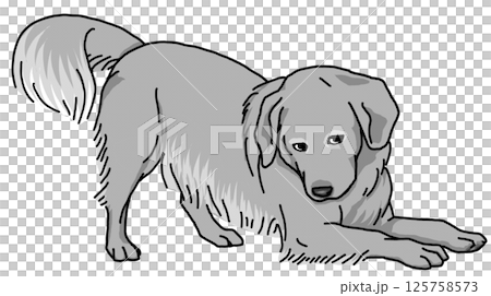 ゴールデンレトリバー　白黒　背景透過　golden retriever 125758573