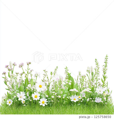 たくさんの花が咲く、白バックの背景 125758650