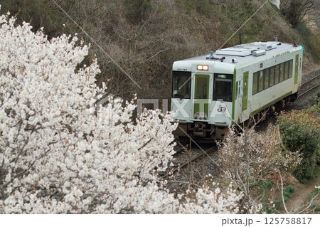 梅が満開のJR気仙沼線 梅が満開のJR気仙沼線 125758817
