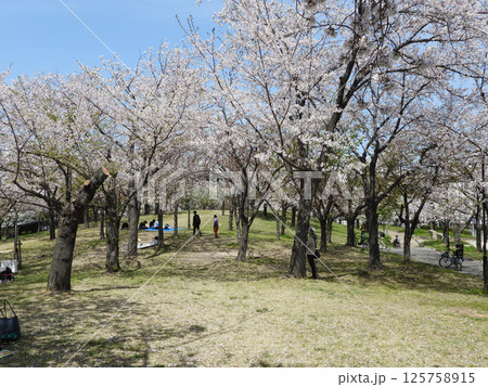 桜が咲く毛馬桜之宮公園(大阪市都島区で2025年4月撮影) 桜が咲く毛馬桜之宮公園(大阪市都島区で2025年4月撮影) 125758915