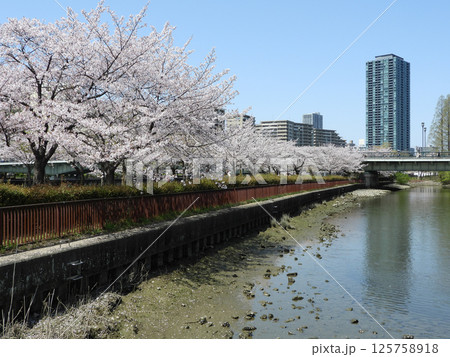 桜が咲く毛馬桜之宮公園・大阪ふれあいの水辺(大阪市都島区で2025年4月撮影) 125758918