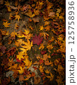 地面に落ちた紅葉 125758936