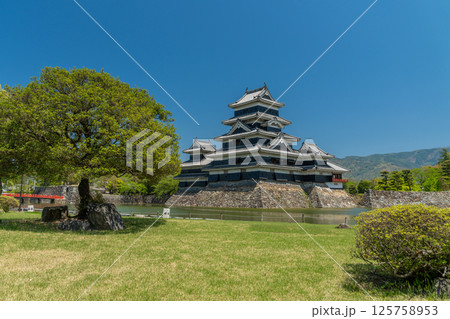 春の松本城 春の松本城 125758953