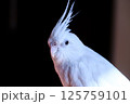 見つめる白いオカメインコ 125759101