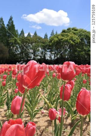 広島世羅高原農場のチューリップ畑 125759109