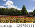 広島世羅高原農場のチューリップ畑 125759111