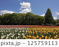 広島世羅高原農場のチューリップ畑 125759113
