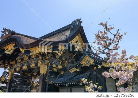 京都 春の二条城 唐門と桜 (京都府京都市中京区) 京都 春の二条城 唐門と桜 (京都府京都市中京区) 125759256