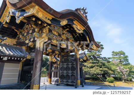 京都 春の二条城 唐門と桜 (京都府京都市中京区) 125759257