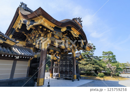 京都 春の二条城 唐門と桜 (京都府京都市中京区) 125759258