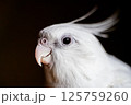 白いオカメインコの顔アップ 125759260