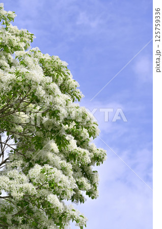 満開のヒトツバタゴ（ナンジャモンジャ） 125759336