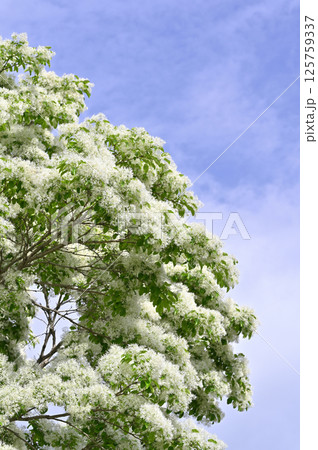 満開のヒトツバタゴ(ナンジャモンジャ) 満開のヒトツバタゴ(ナンジャモンジャ) 125759337