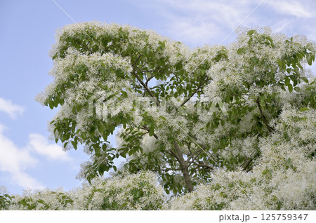 満開のヒトツバタゴ（ナンジャモンジャ） 125759347