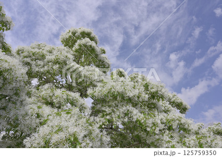 満開のヒトツバタゴ(ナンジャモンジャ) 満開のヒトツバタゴ(ナンジャモンジャ) 125759350