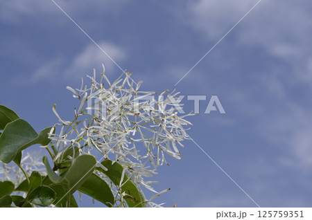満開のヒトツバタゴ（ナンジャモンジャ） 125759351