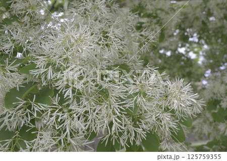 満開のヒトツバタゴ（ナンジャモンジャ） 125759355