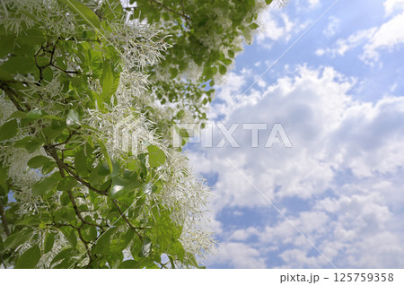 満開のヒトツバタゴ（ナンジャモンジャ） 125759358