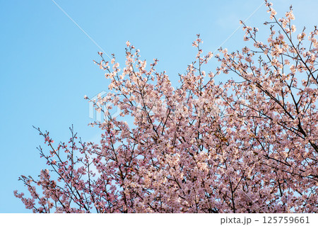 A cherry blossom tree with vibrant pink flowers against a blue sky 125759661