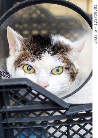 A cute cat in an Elizabethan collar curiously looks through a basket, showing its charm 125759681