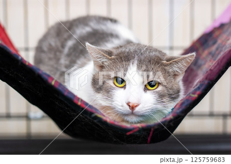 An Adorable Cat Enjoys Happily Relaxing in a Cozy Hammock, looking irresistibly cute and lovable An Adorable Cat Enjoys Happily Relaxing in a Cozy Hammock, looking irresistibly cute and lovable 125759683