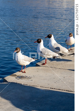 Three seagulls are standing on a concrete ledge close to the water 125759715