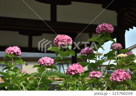 藤森神社　ピンクのアジサイ　紫陽花苑(京都市伏見区) 125760209