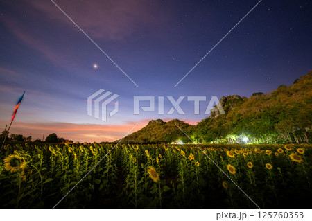 Scenery a field of yellow sunflowers in beautiful twilight 125760353