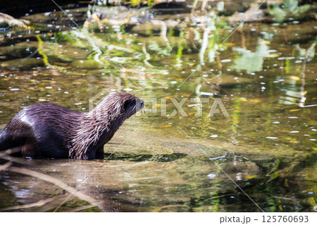 明るい日差しの下で水浴びするカワウソ　ロンドンのウェットランド・センターにて 125760693