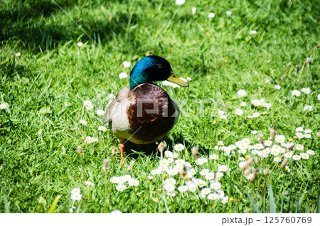明るい日差しの下で白いデージーの咲く芝生を散歩するマガモ ロンドンのウェットランド・センターにて 明るい日差しの下で白いデージーの咲く芝生を散歩するマガモ ロンドンのウェットランド・センターにて 125760769