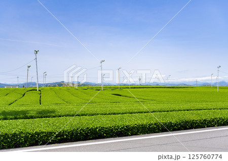 静岡県島田市 牧之原台地の大茶畑 静岡県島田市 牧之原台地の大茶畑 125760774