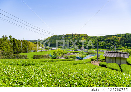 静岡県島田市　牧之原台地の大茶畑 125760775
