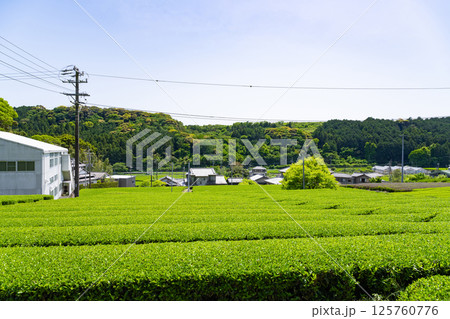 静岡県島田市　牧之原台地の大茶畑 125760776