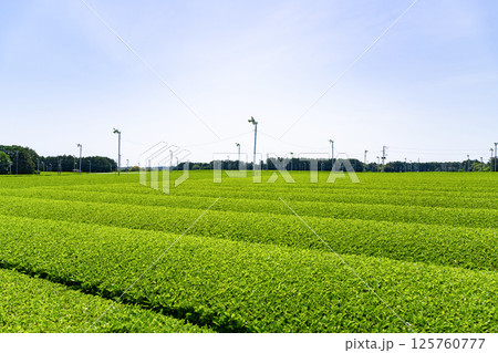静岡県島田市　牧之原台地の大茶畑 125760777