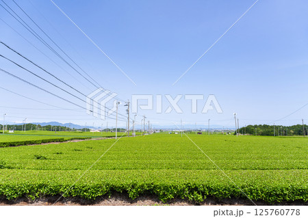 静岡県島田市 牧之原台地の大茶畑 静岡県島田市 牧之原台地の大茶畑 125760778