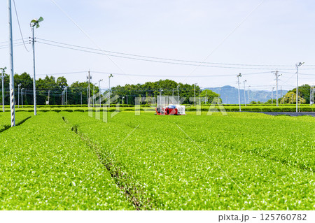 静岡県島田市　牧之原台地の大茶畑 125760782