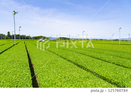静岡県島田市 牧之原台地の大茶畑 静岡県島田市 牧之原台地の大茶畑 125760784