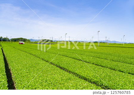 静岡県島田市　牧之原台地の大茶畑 125760785