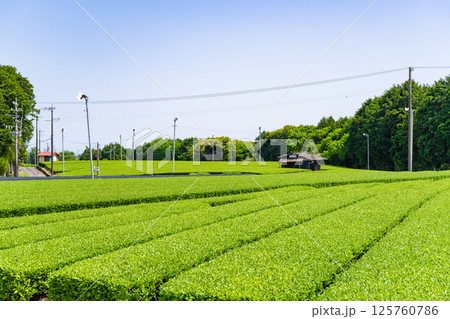 静岡県島田市 牧之原台地の大茶畑 静岡県島田市 牧之原台地の大茶畑 125760786