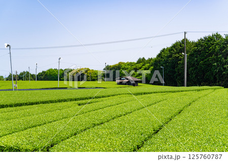 静岡県島田市 牧之原台地の大茶畑 静岡県島田市 牧之原台地の大茶畑 125760787
