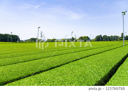 静岡県島田市　牧之原台地の大茶畑 125760788